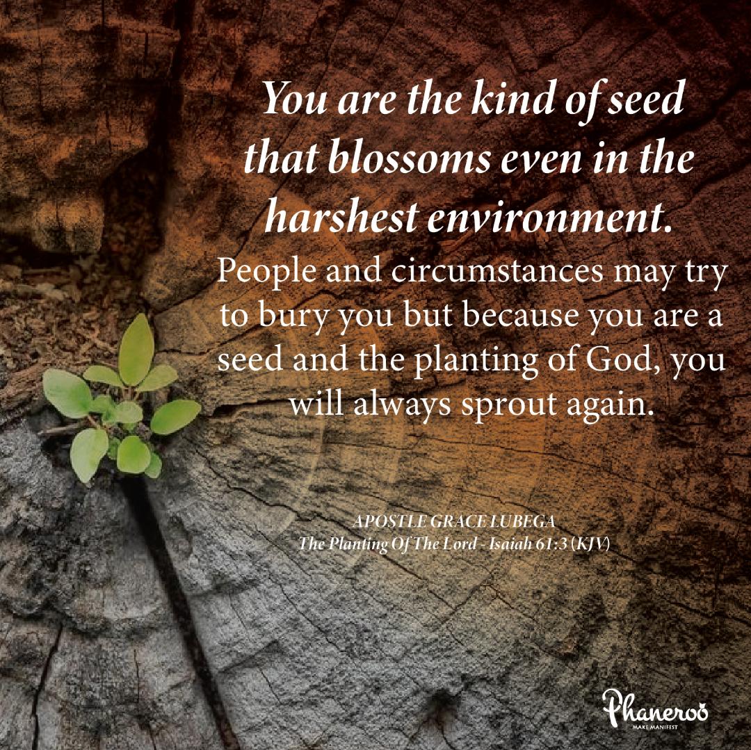 The Planting Of The Lord Phaneroo