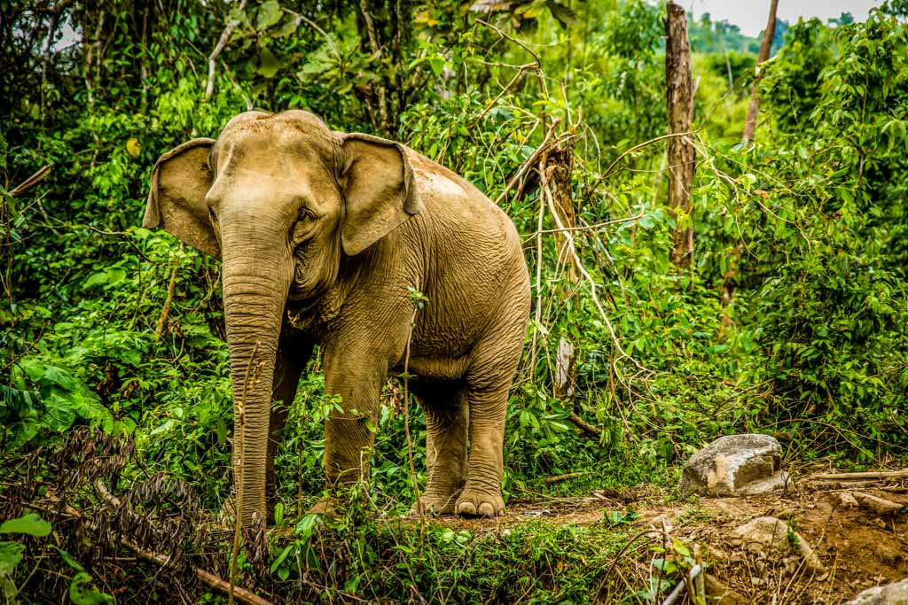 Asian Elephant Profile Phang Nga Elephant Park