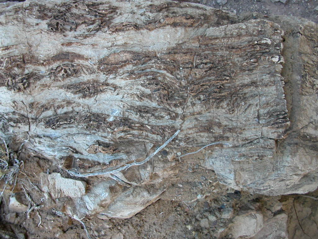 Fossils Fossils Grand Canyon