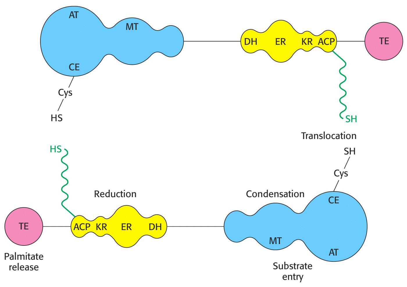 Fatty Acid Synthase Leaders in Pharmaceutical Business Intelligence