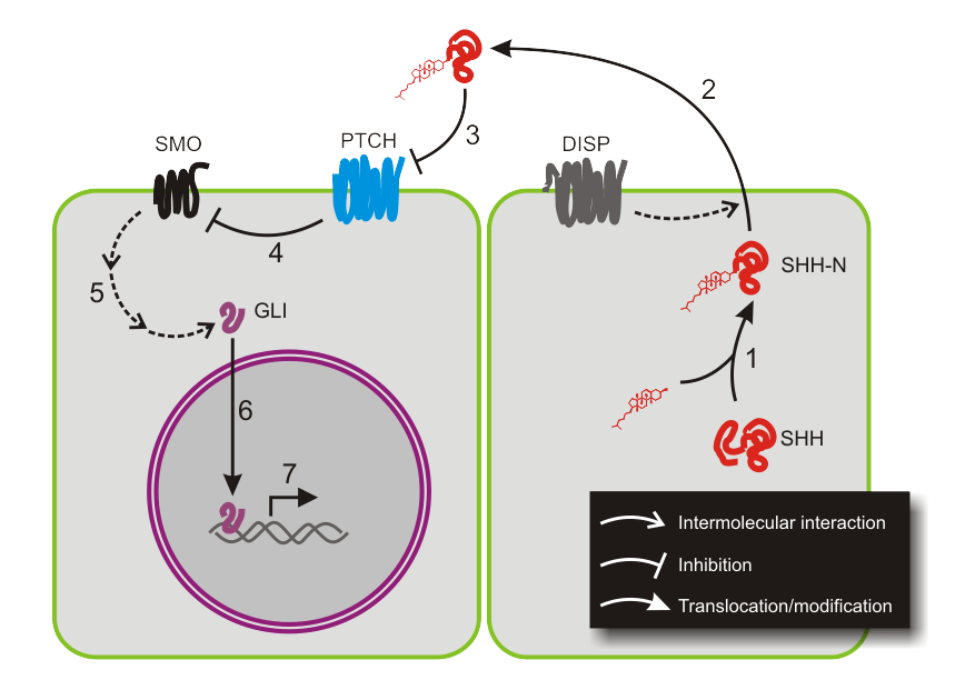 Sonic_hedgehog_pathway Leaders in Pharmaceutical Business