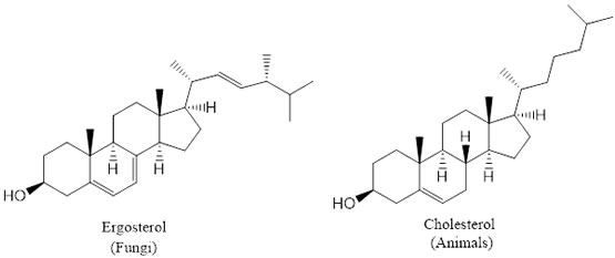 Medicinal Chemistry of Antifungal Drugs