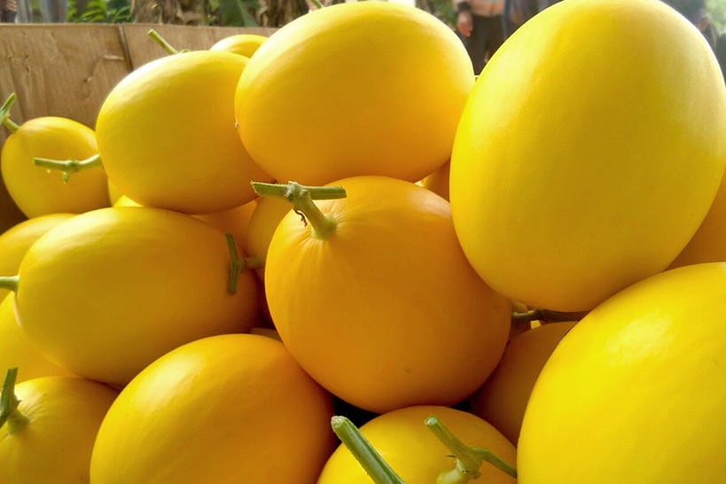 Golden Melon A Delicious Fruit that Aids Weight Loss