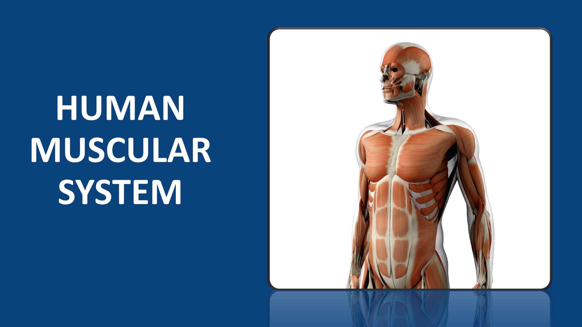 Muscular System Functions