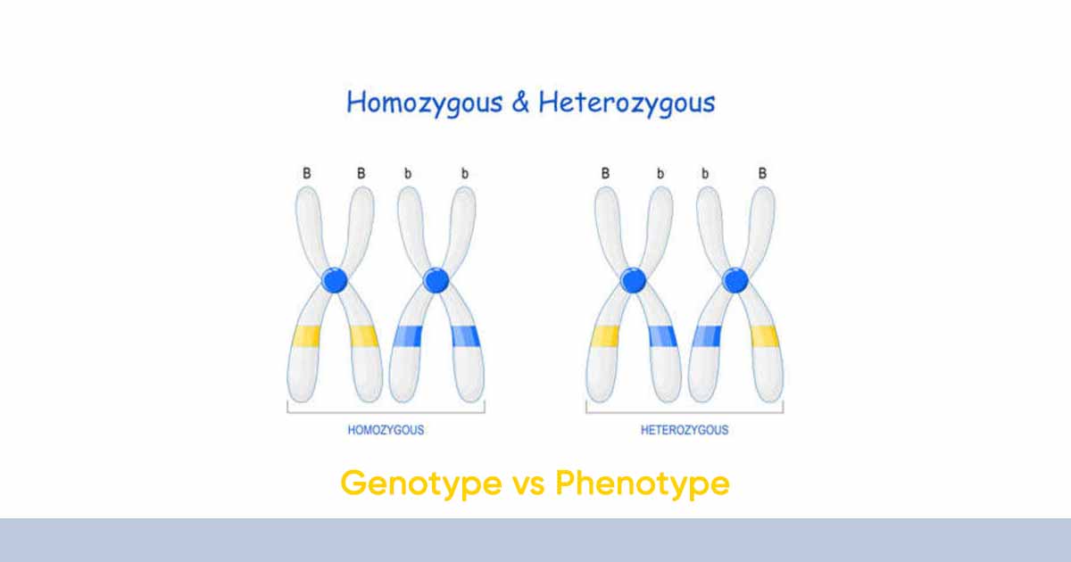 Genotype Vs Phenotype Eyes