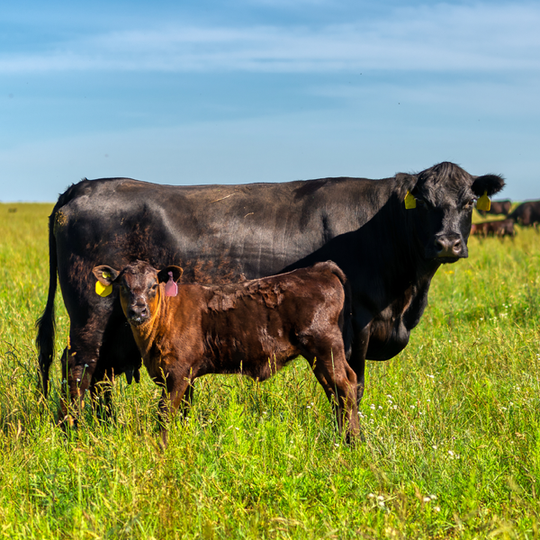 Pharmgate Cattle Products USA