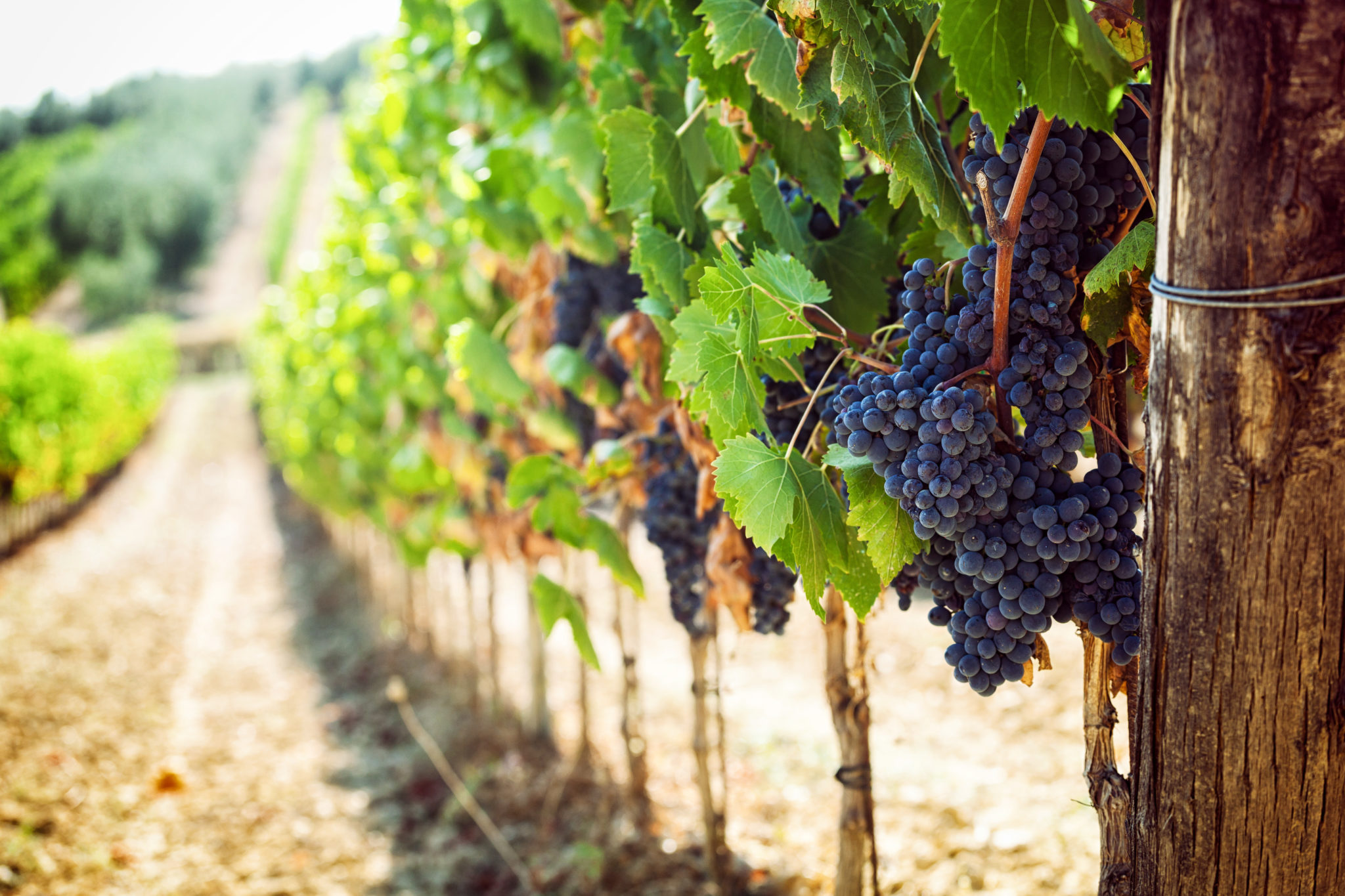 Earth’s Wine Cellar Digging into the Microbiome of Vineyards Phase