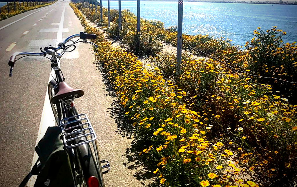 Top places to go bicycling in Los Angeles, California • Phase Travel