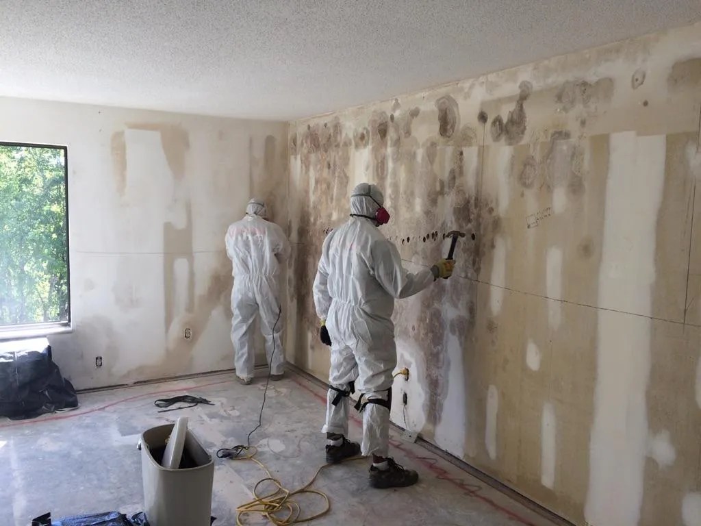How Can I Clean Mold in my Home? Mold Removal PHC Restoration