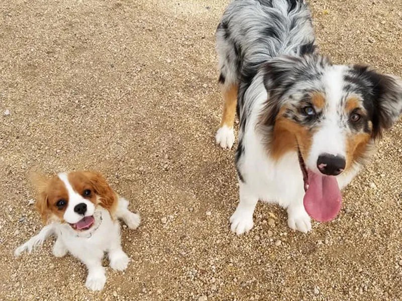 Dog Boarding and Training PHD Obedience