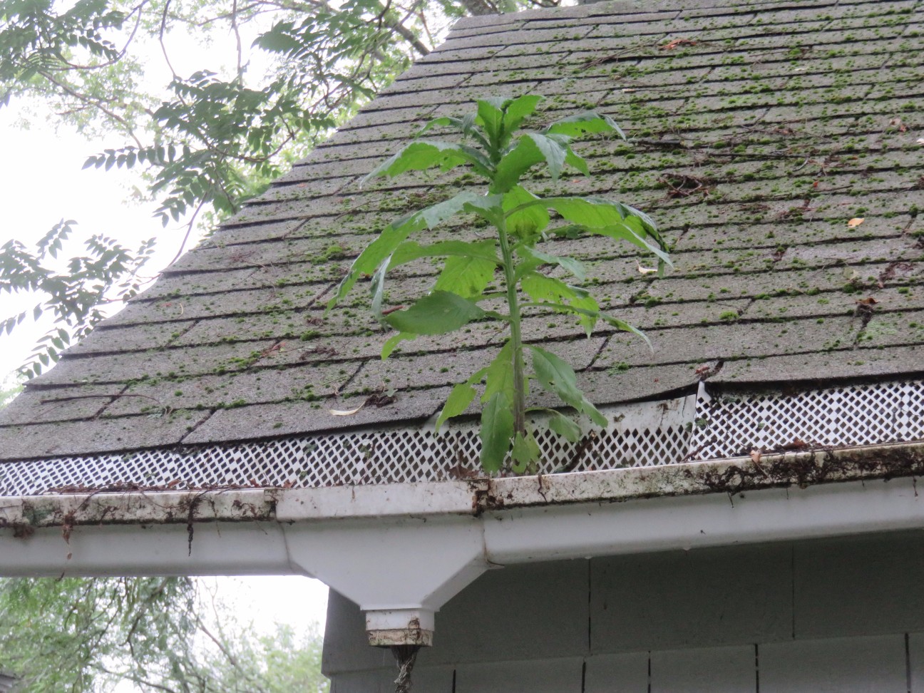 Photo Gallery Pheasant Hill Home Inspections