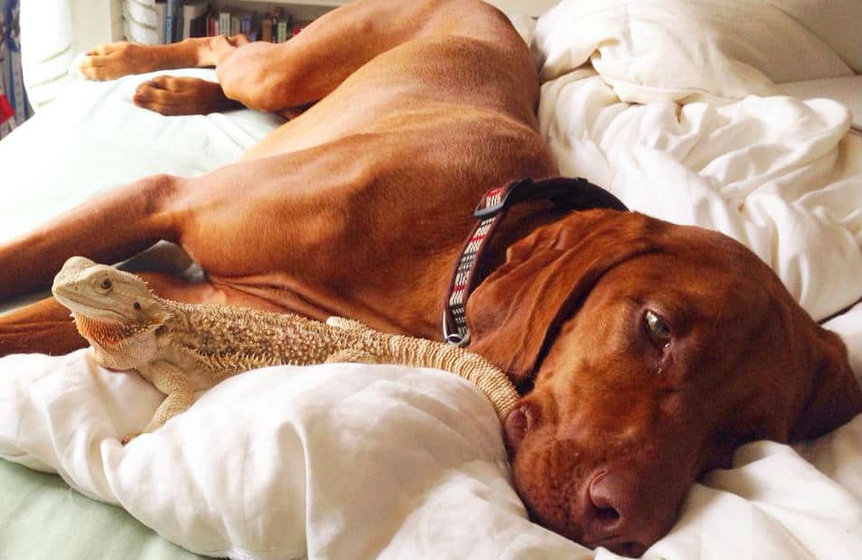 A Bearded Dragon and a Dog?