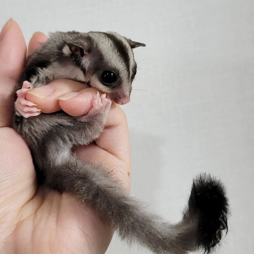 Sugar Gliders For Sale! 100 Healthy And 100 Trained!