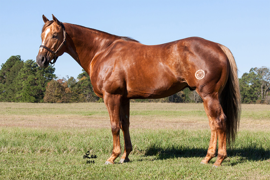 FIREWATERONTHEROCKS Stallion sired by FIRE WATER FLIT by