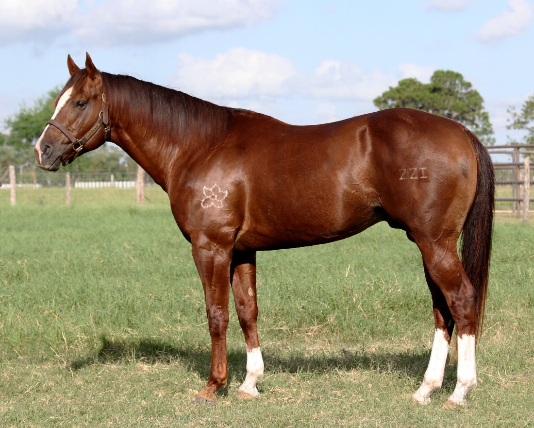 A GUY WITH PROOF Stallion sired by FRENCHMANS GUY by
