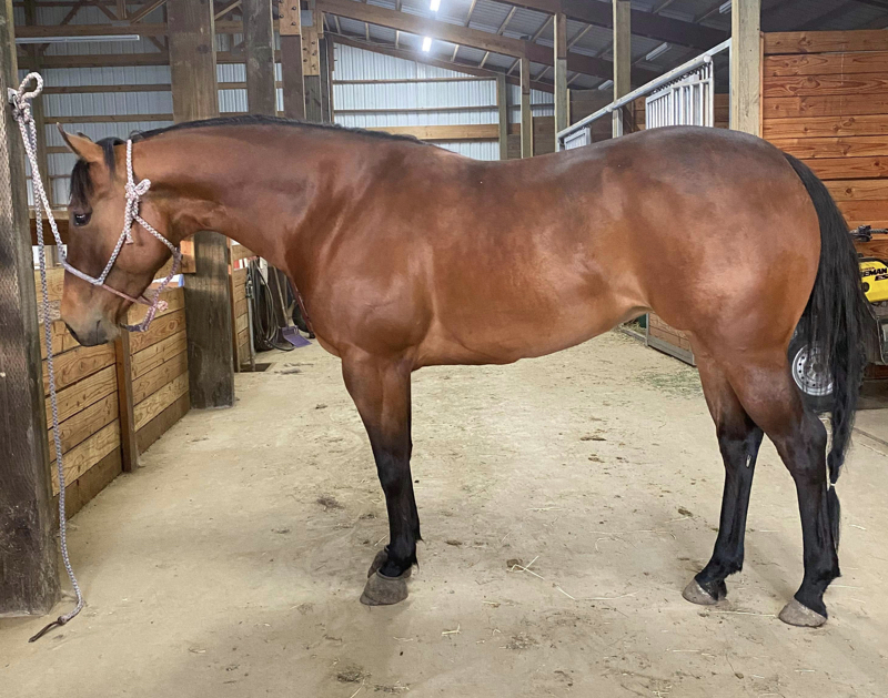 Performance Horses
