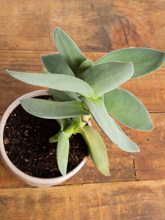 Airplane Plant Urban Sprouts