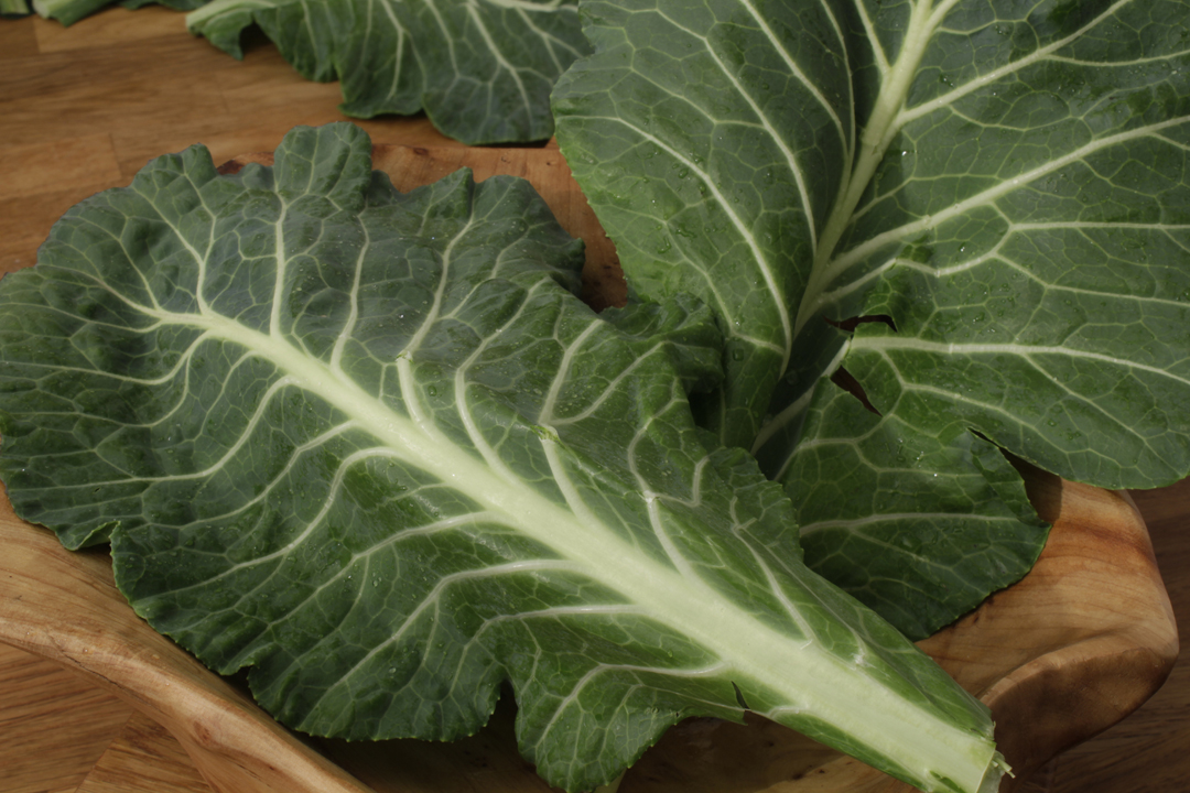 how to grow collard greens from the stem