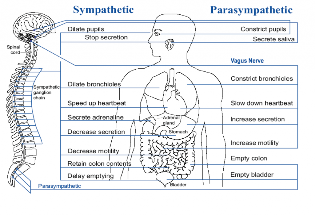 Acupuncture for nervous system Philadelphia Acupuncture
