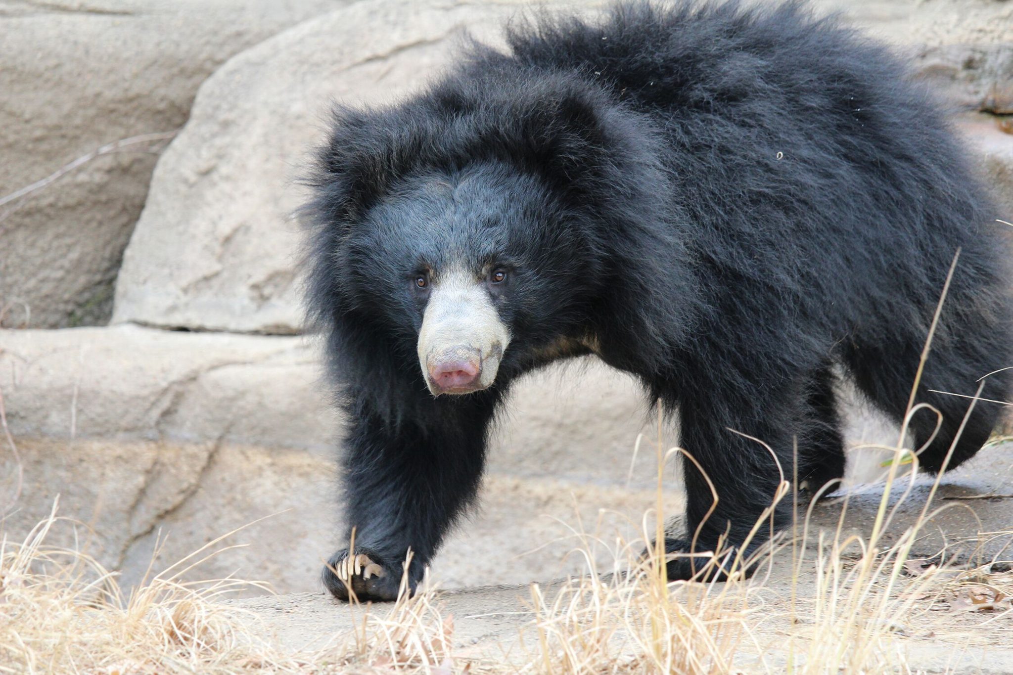 Philadelphia Zoo Announces Birth of Sloth Bear Cub, Breaking a 30 Year