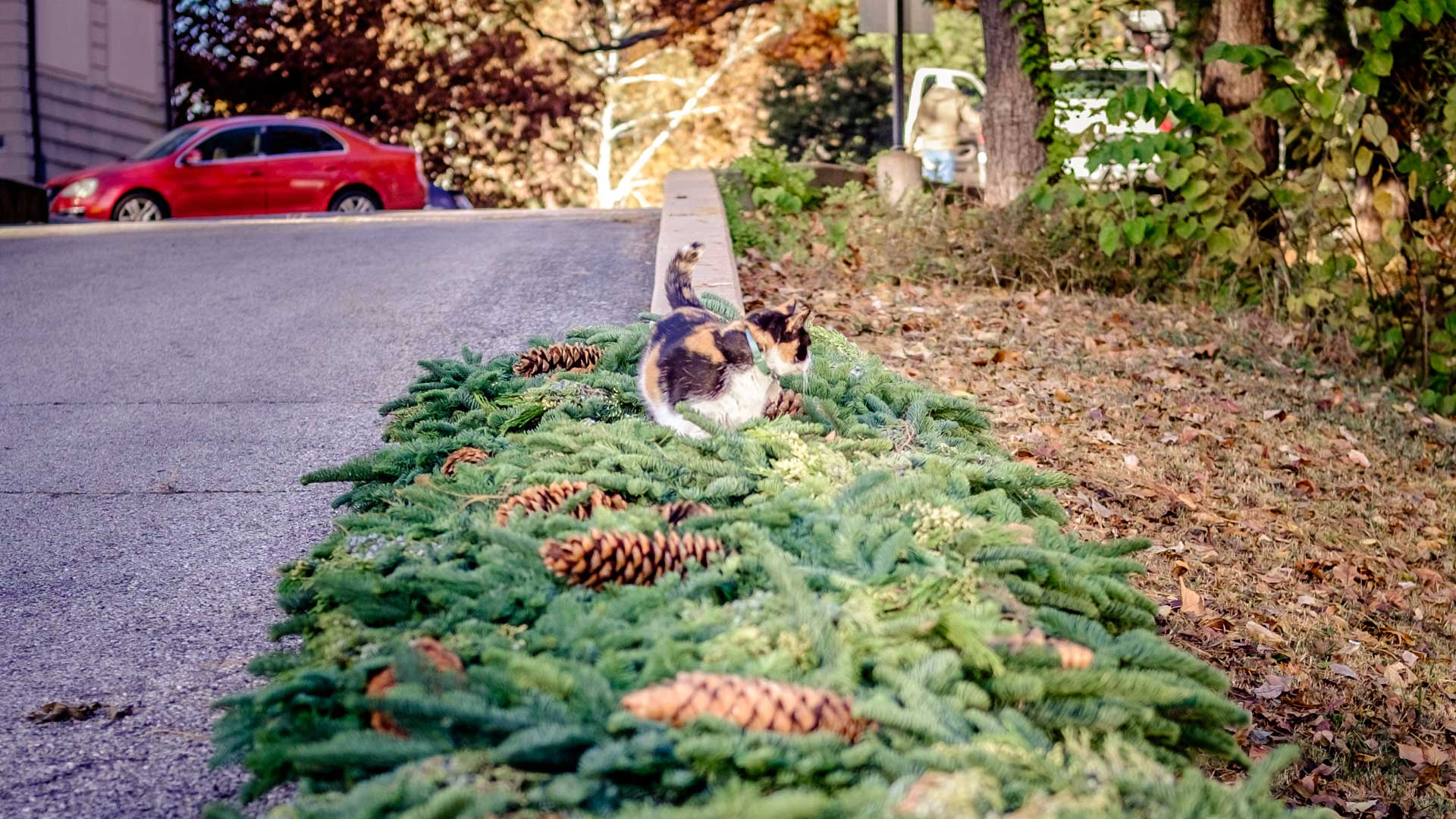Philbrook Museum of Art Tulsa, OK Garden Cats