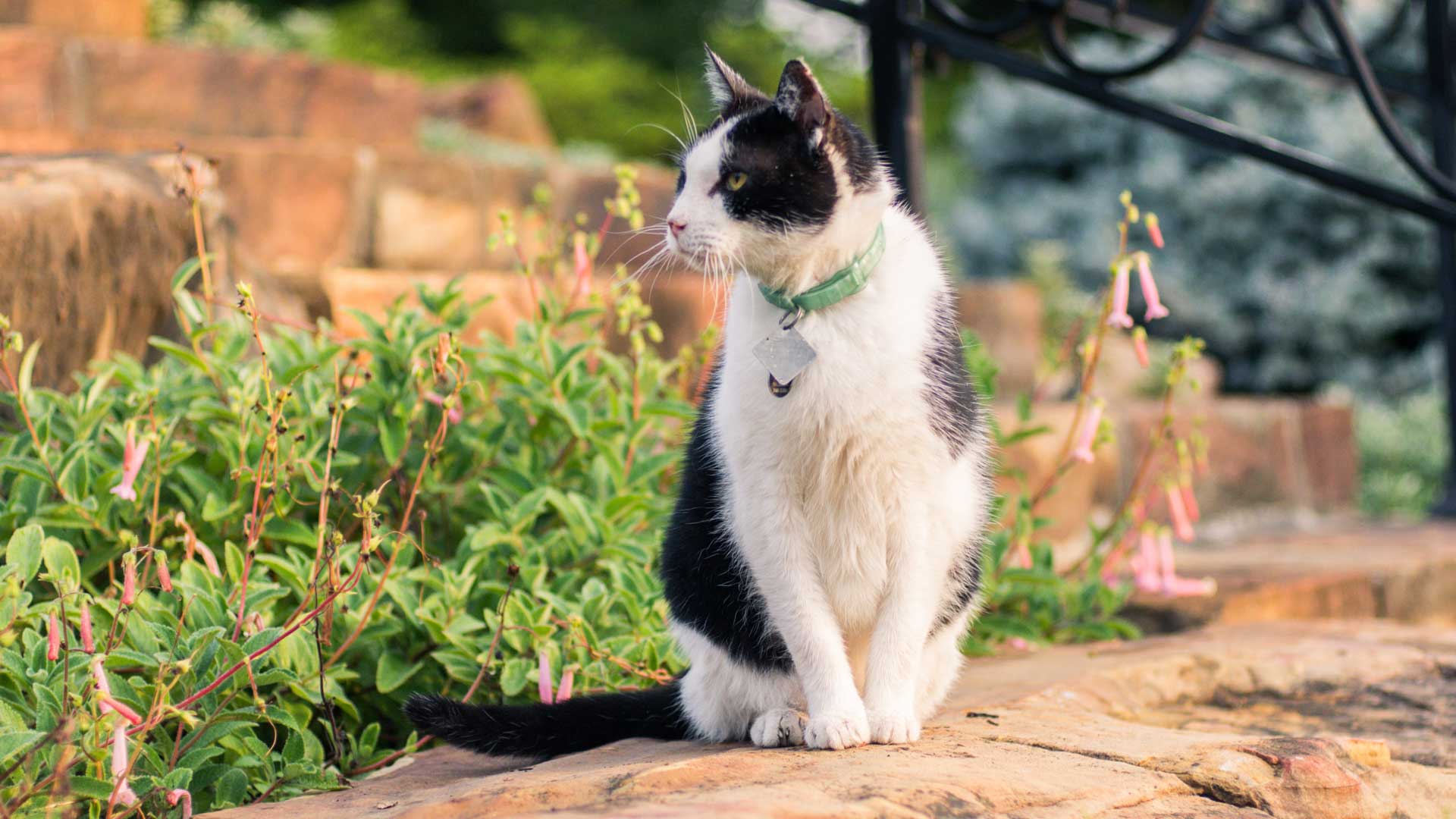 Philbrook Museum of Art Tulsa, OK Garden Cats