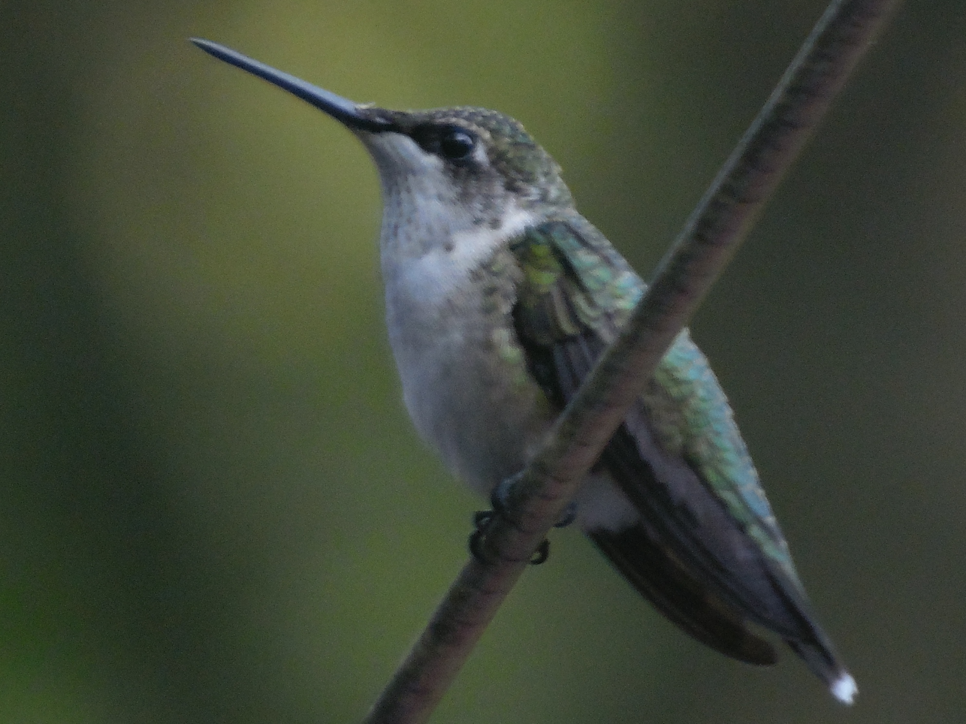 More adventure with my new Samsung WB2200F camera | ForNatureAudiencesOnly