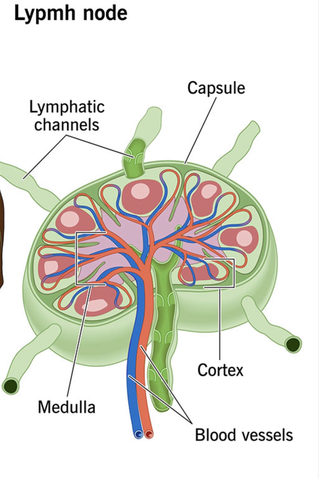 Lymph Drainage – PhilippiJoy