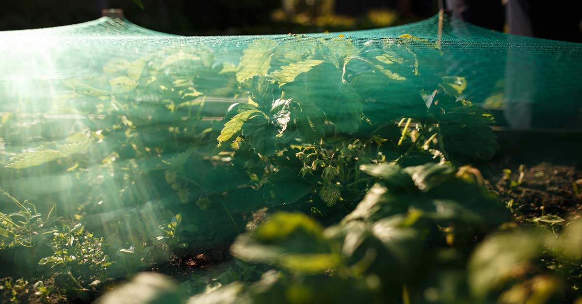 6 Reasons Why Garden Netting Is All You Need to Protect Your Plants All