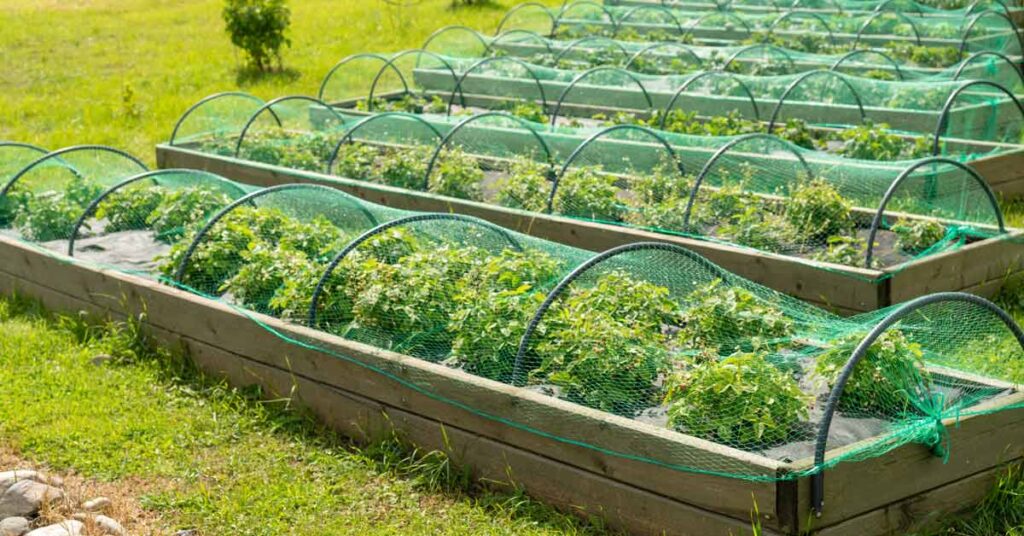 Plant Protection 101 A Guide to Efficient Garden Netting