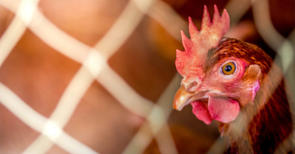 Raise Healthier and Happier Chickens Benefits of Chicken Nets
