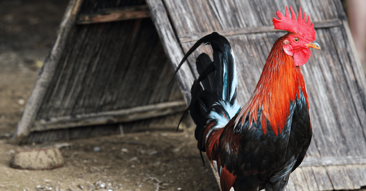 Top Breeds Na Malakas Manalo Sa Sabong