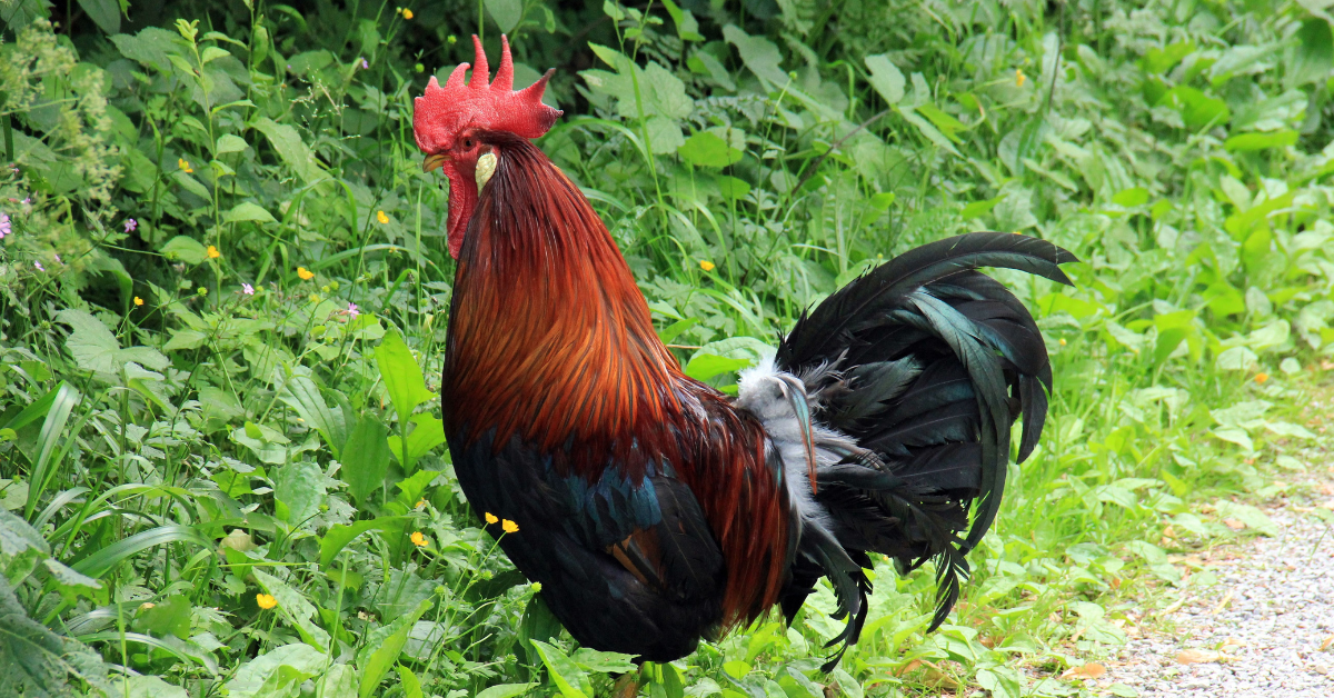 Alamin ang Wastong Gamefowl Nutrition and Vitamins