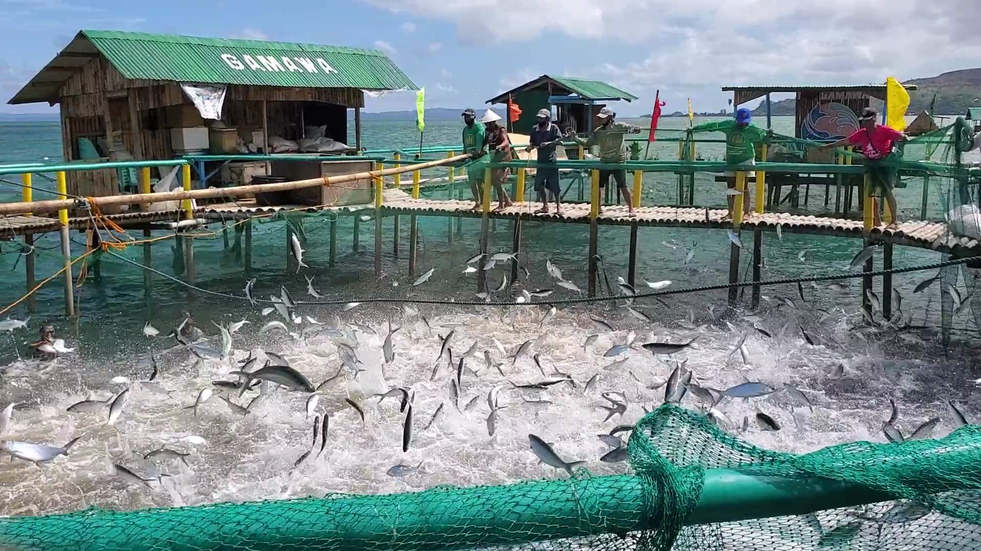 Fishermen in mining community harvest 12,000 kilos of bangus in 4