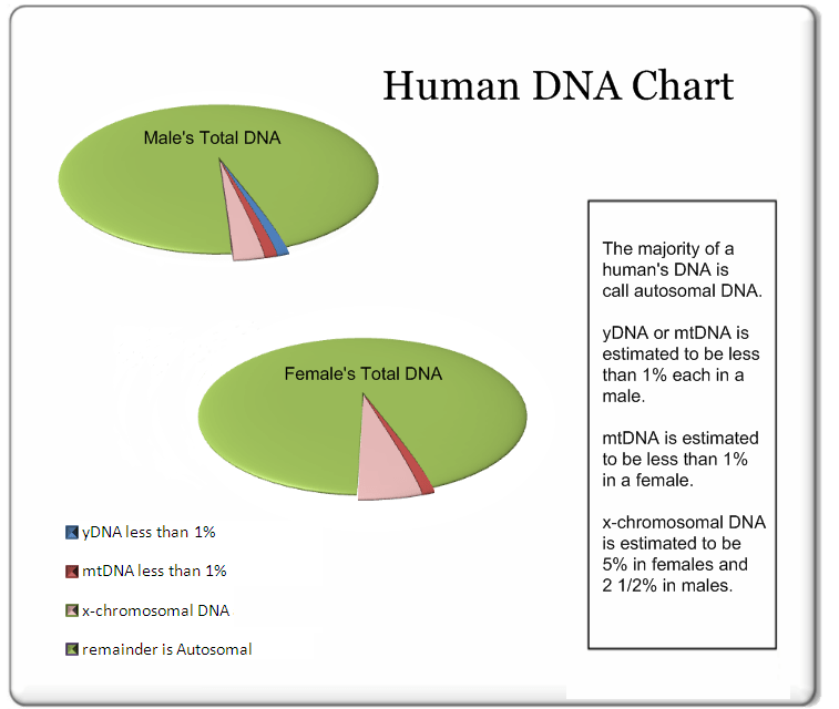 Your Total DNA Makeup Phillips DNA Project