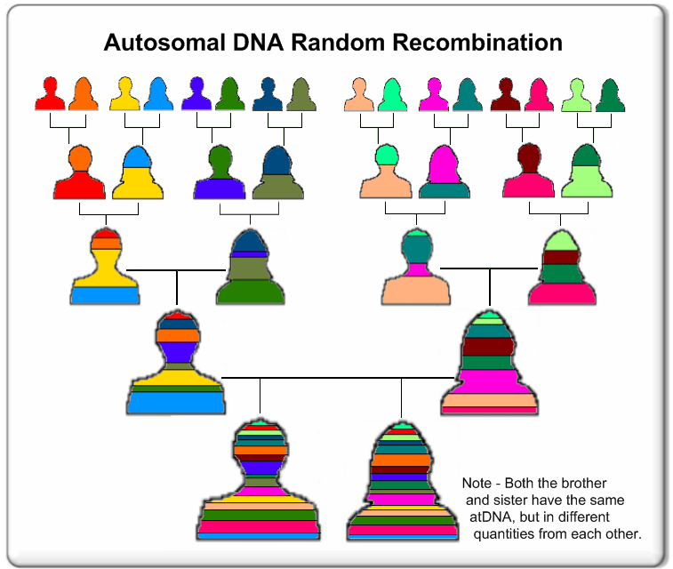 atDNA in Depth Phillips DNA Project