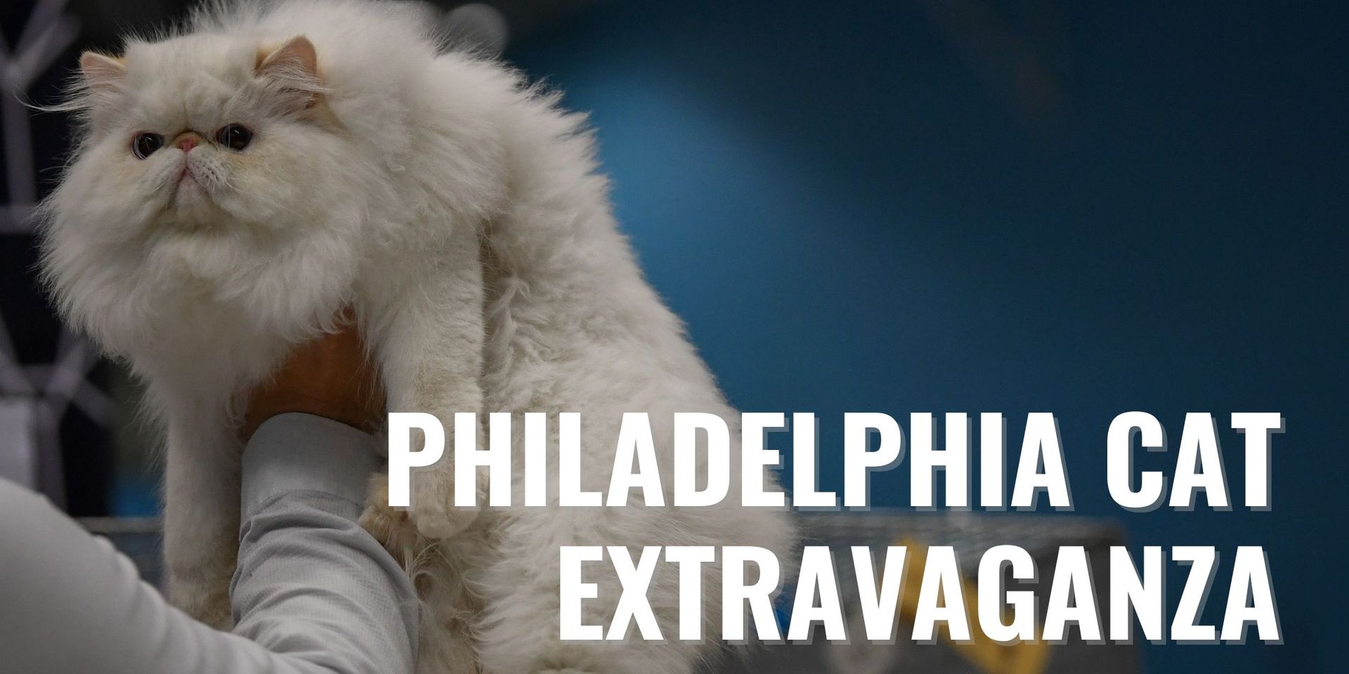 Philadelphia Cat Extravaganza Philly Expo Center
