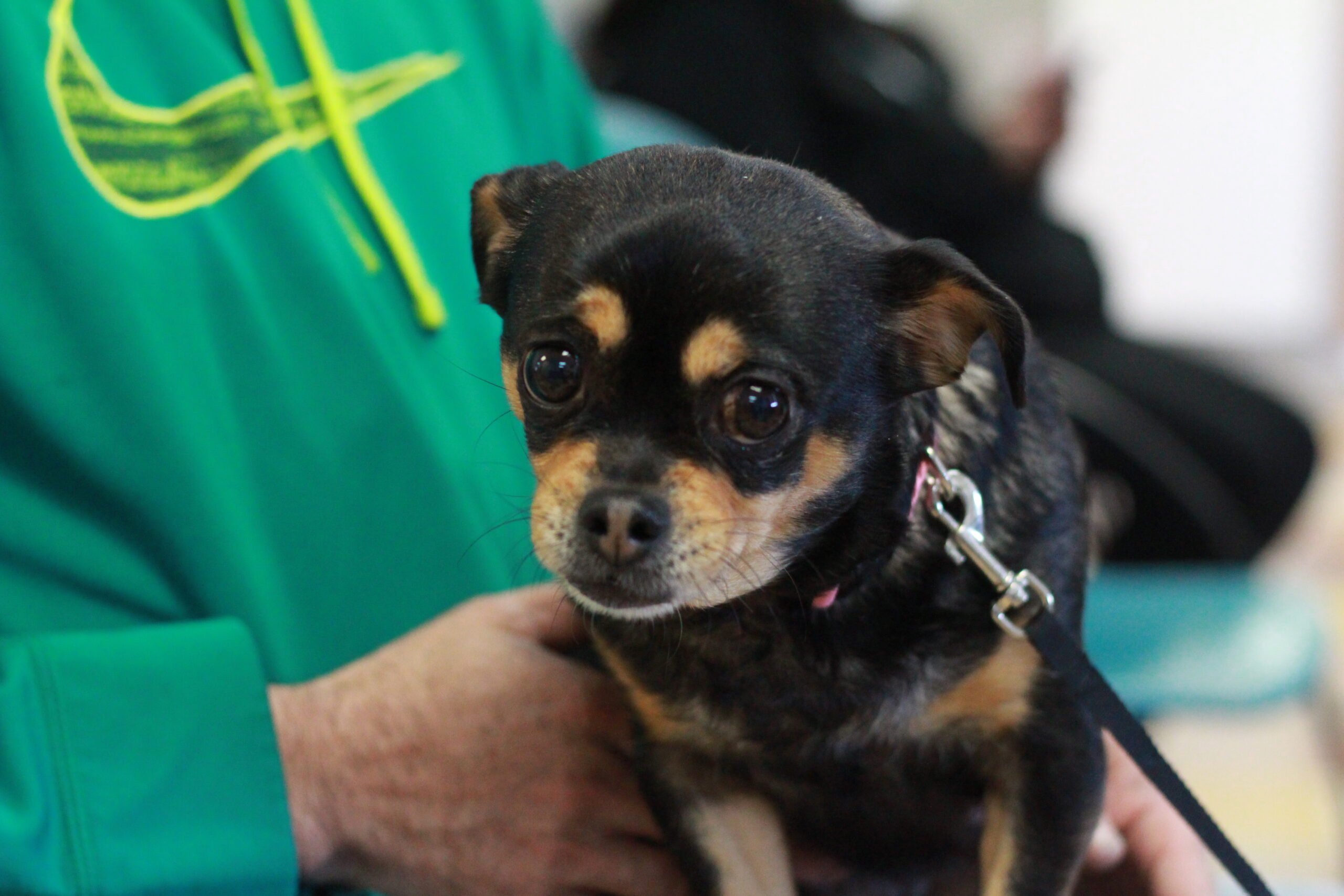 Do Dogs Trust Take Dogs