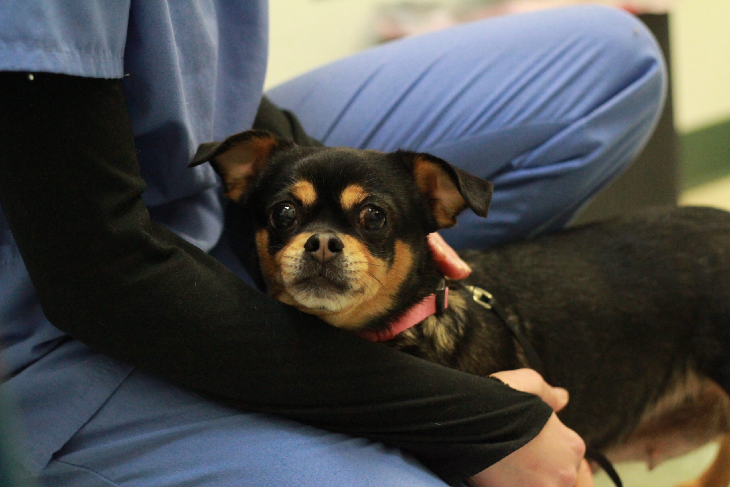 Do Dogs Trust Take Dogs