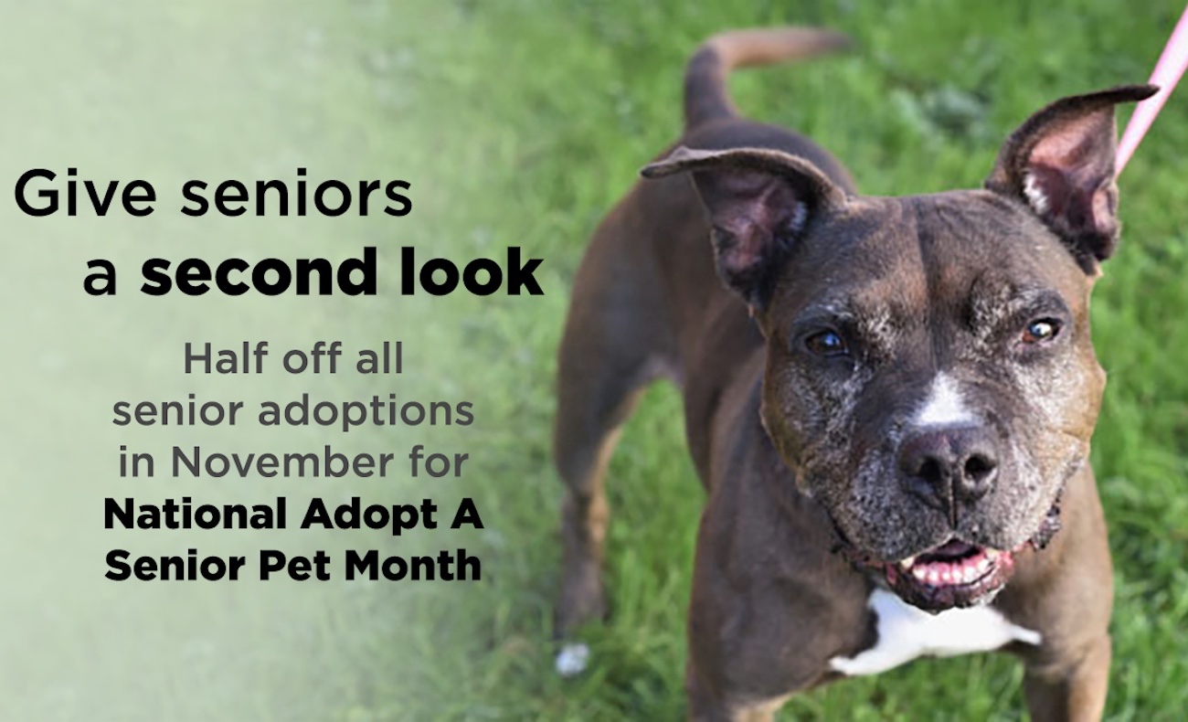 Why Is It Better To Adopt An Older Dog