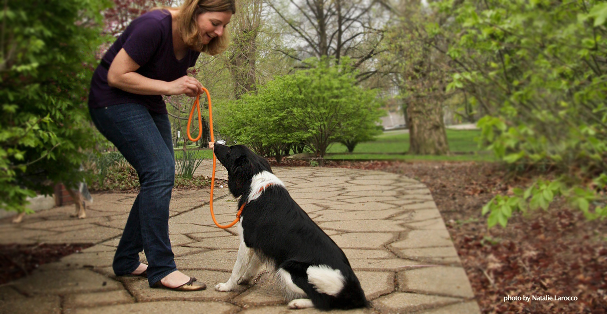 Training dogs throughout the Philadelphia community! Philly Unleashed