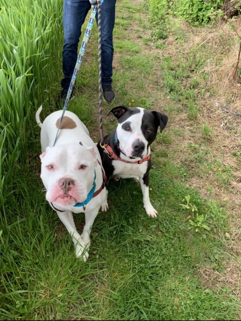 How Do I Help My Dog With Resource Guarding