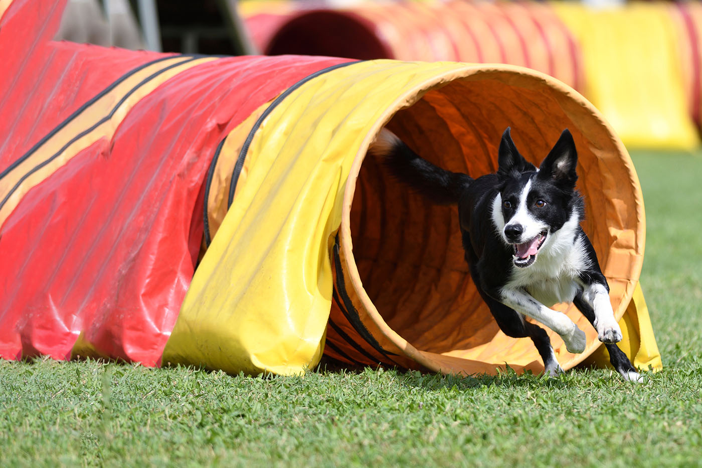 Philly Unleashed Dog Training in Philadelphia and South Jersey