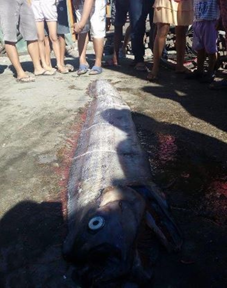 Another Dead Oarfish Found In Shore Of Surigao City