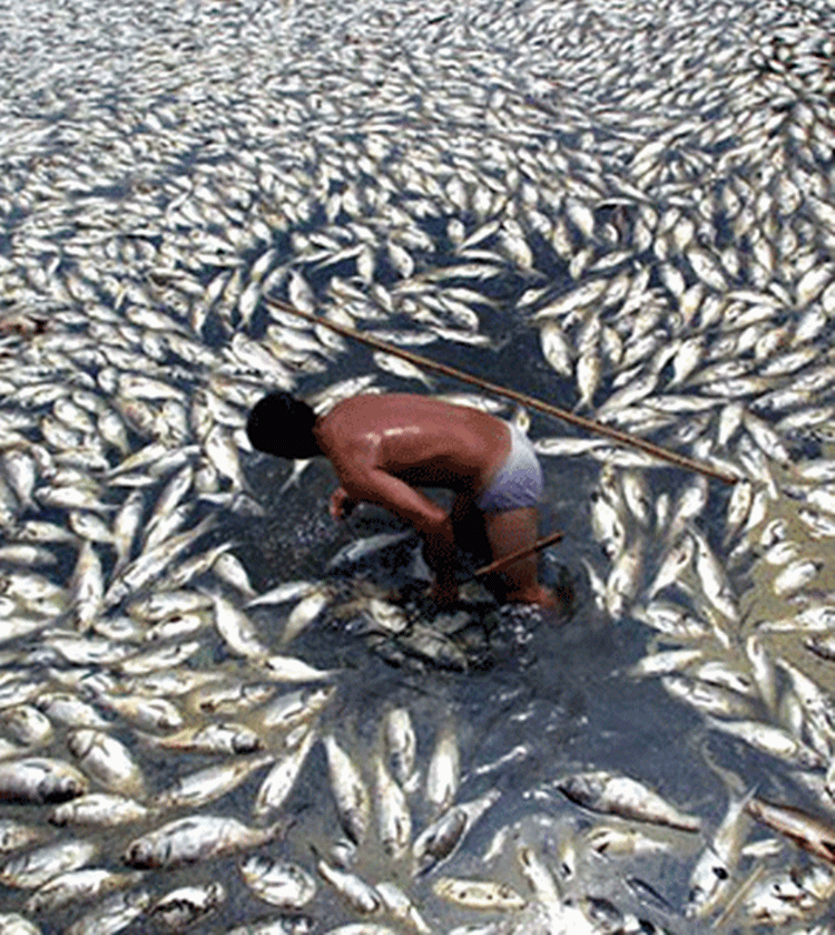 BFARBicol Warns On Possible Fish Kill During Rainy Season