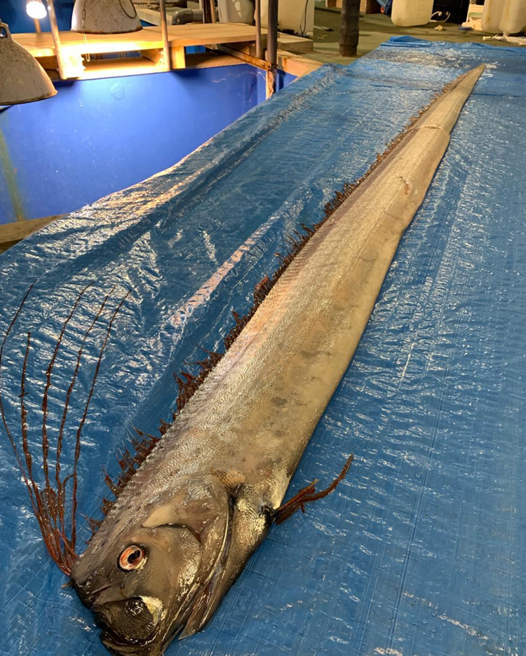 2 Unusual Oarfish Believed To Be Harbingers of Quakes & Tsunamis Found
