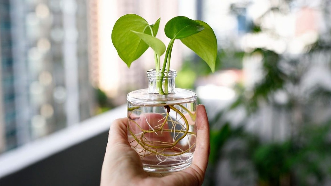 What Are The Following Methods Of Artificial Plant Propagation?