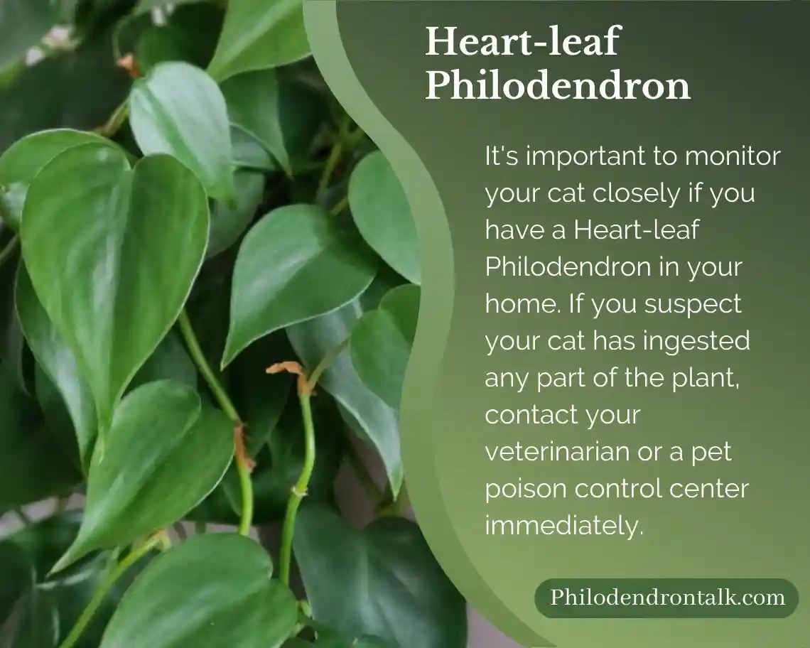 Are Philodendrons Toxic to Cats? Keep Your Feline Friends Safe