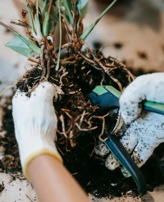 Philodendron Root Rot Identification and Treatment