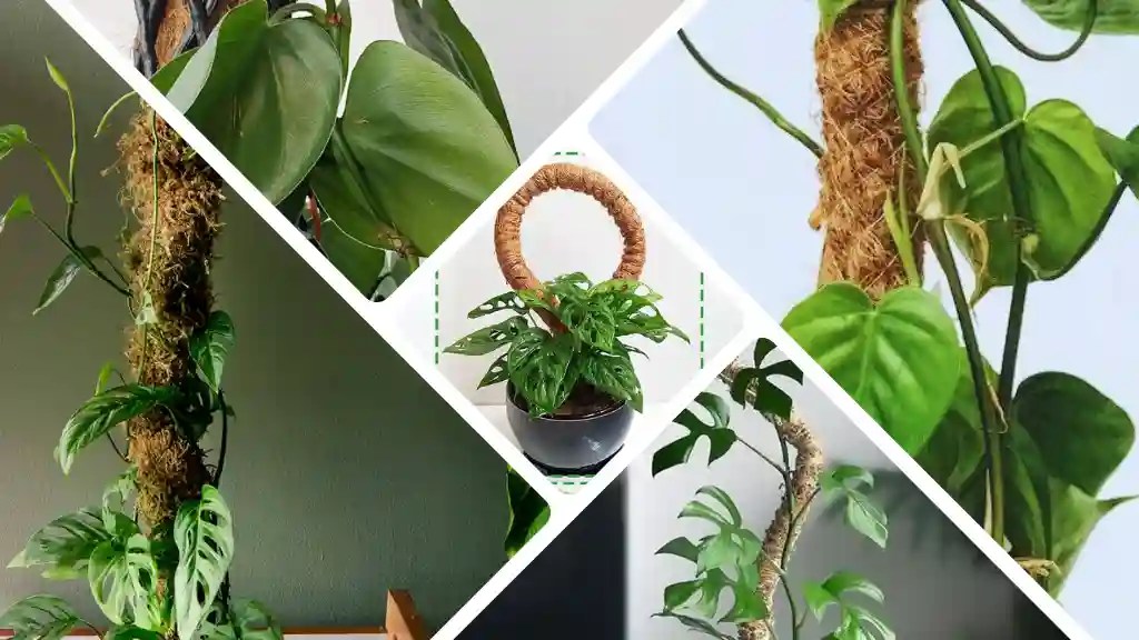 Your Philodendron Isn't Climbing Does It Need a Moss Pole?